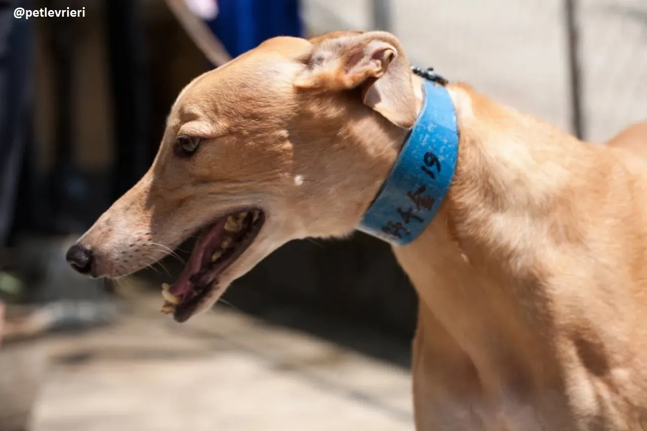 42314592 2117128471630577 8150289713673011200 n