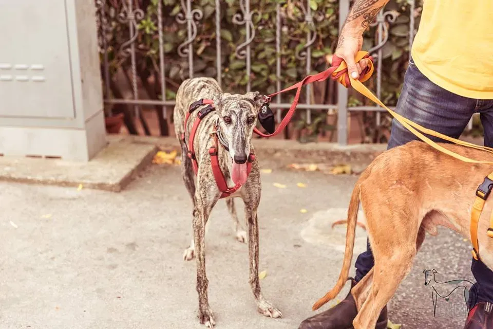 42315384 2092030277515629 2219422413177749504 n 1