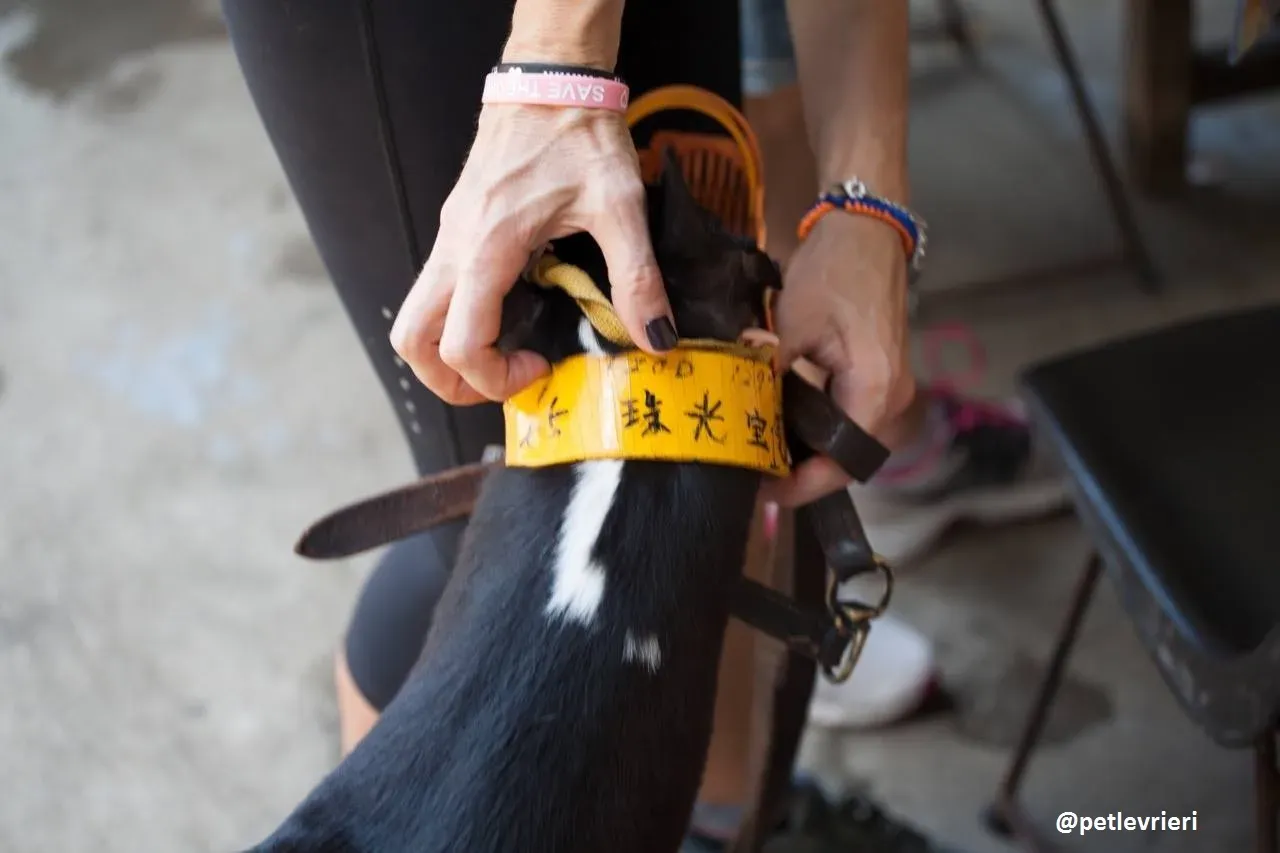 42317081 2261915650707598 8603008545463468032 n