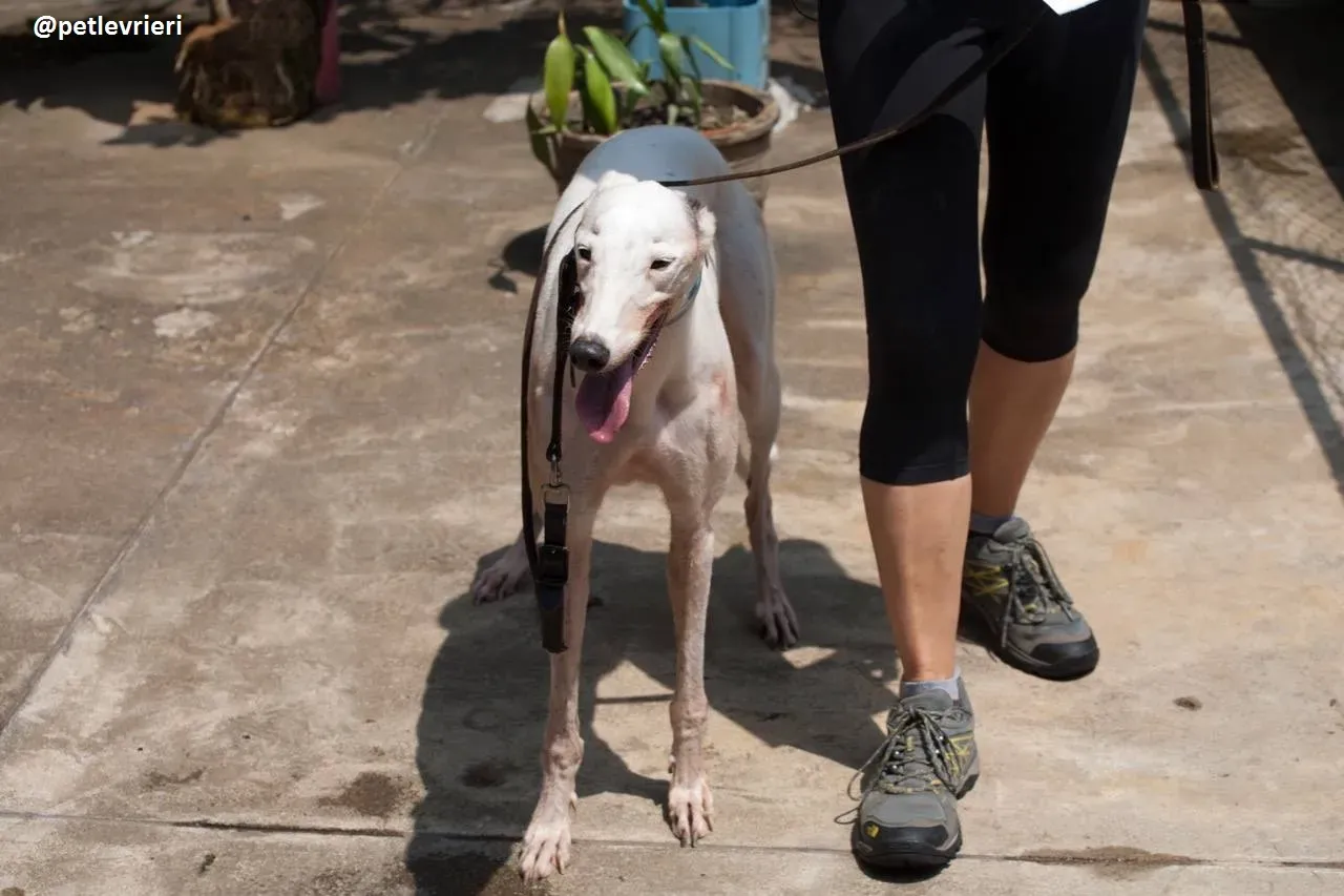 42317128 311601522930999 5153468435983761408 n