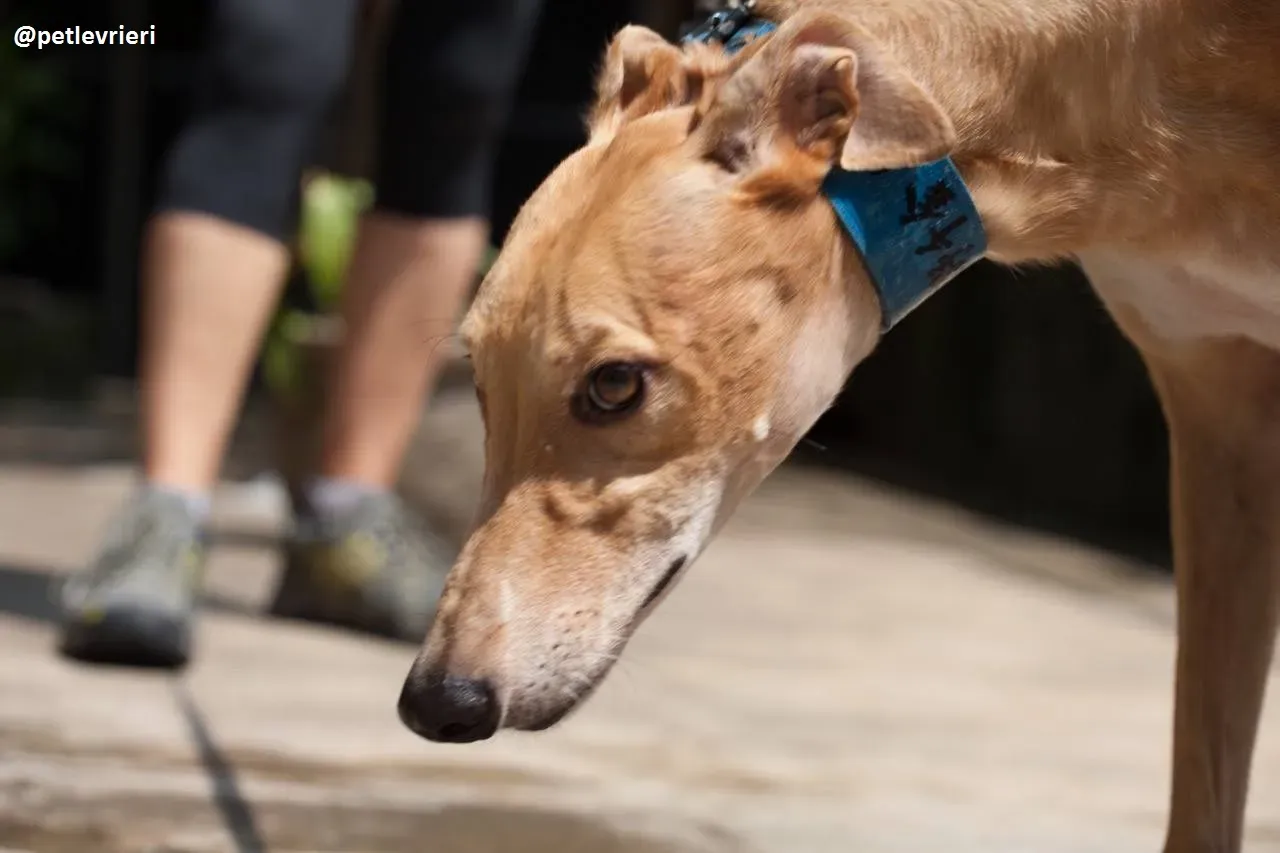 42317226 2075507996098157 9133191639332814848 n