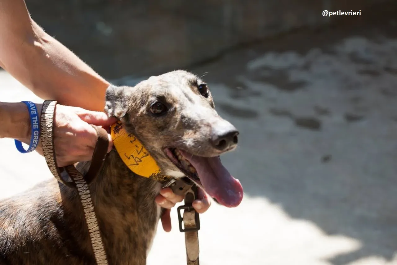 42319347 2284429674905976 5430656635901050880 n