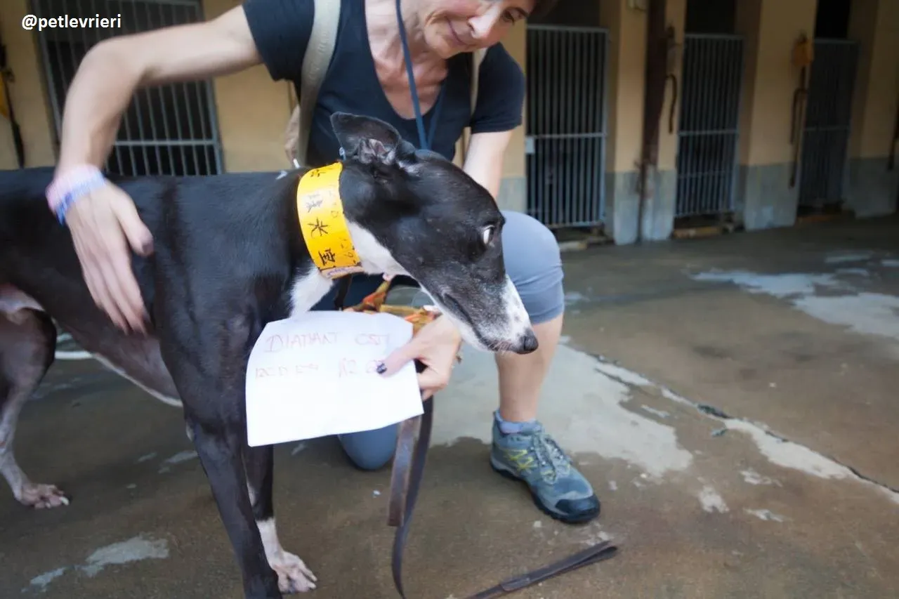 42324533 2289052548047718 4749621732111810560 n