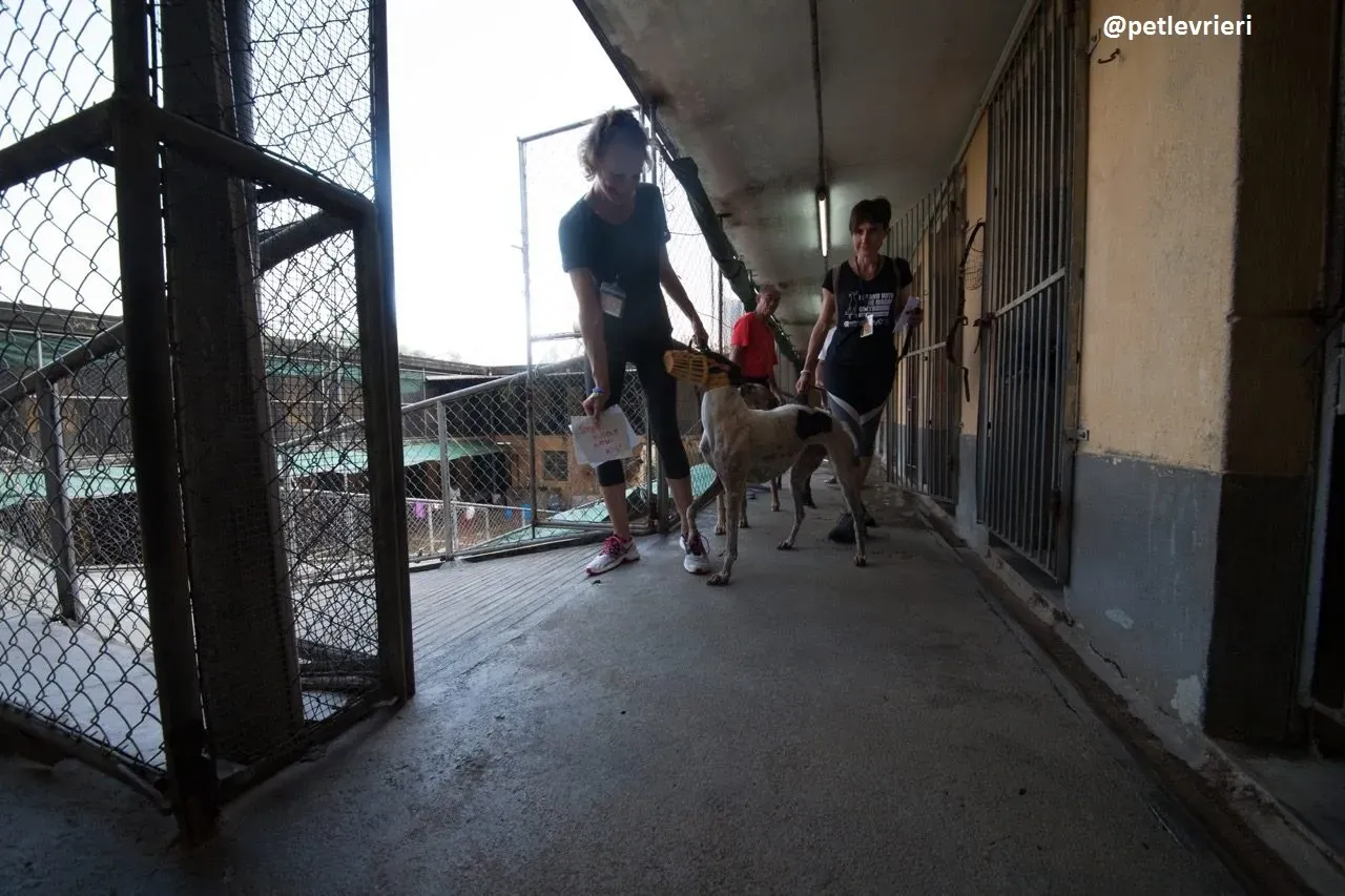 42326742 1140216959459808 4993666300766060544 n