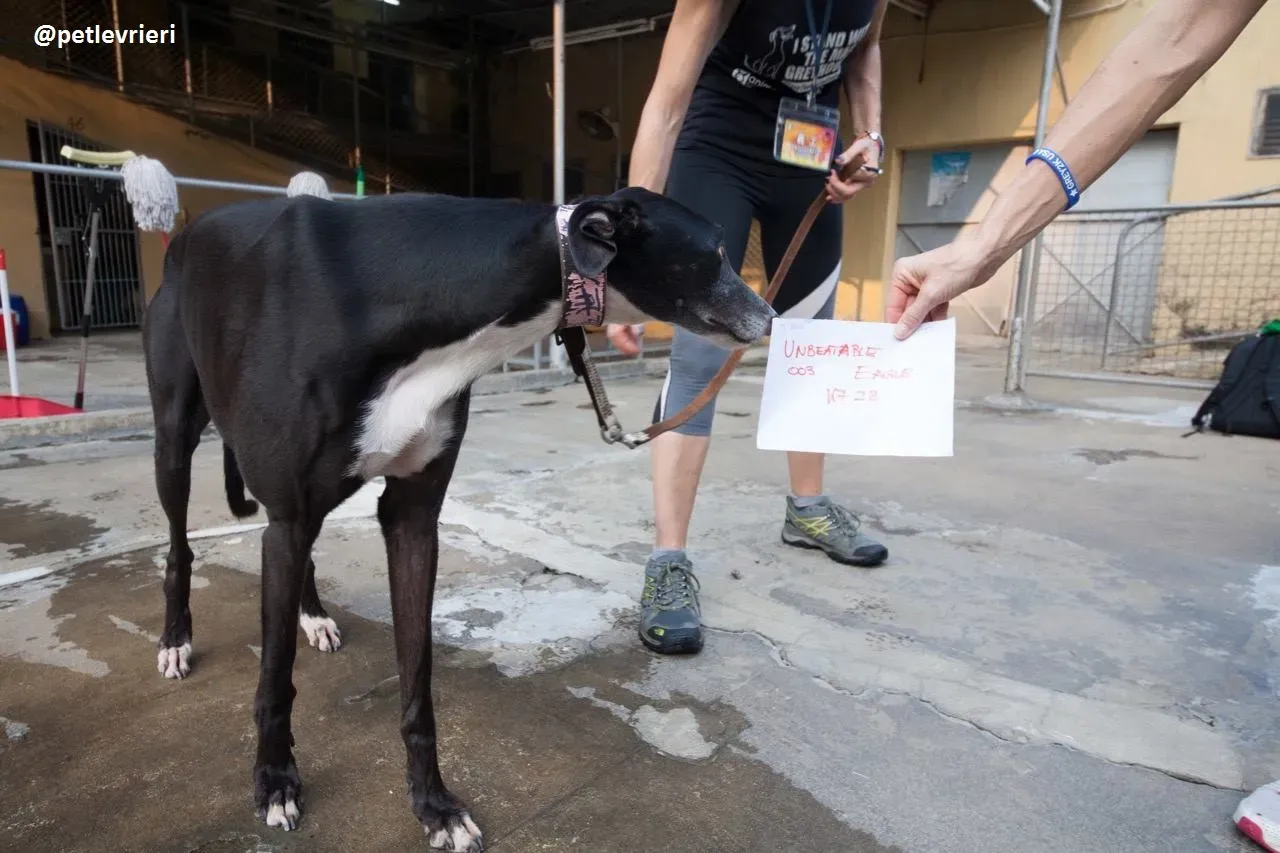 42335369 1910422209042820 8647720924541353984 n