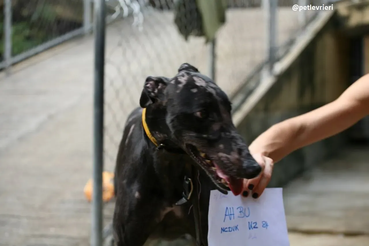 42341868 296829217592100 4031855318819405824 n