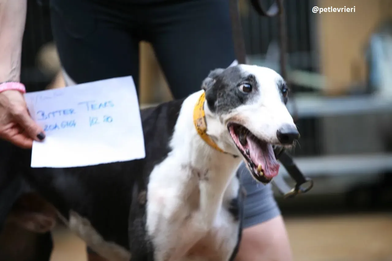 42342666 2045638009100347 4824177390798241792 n