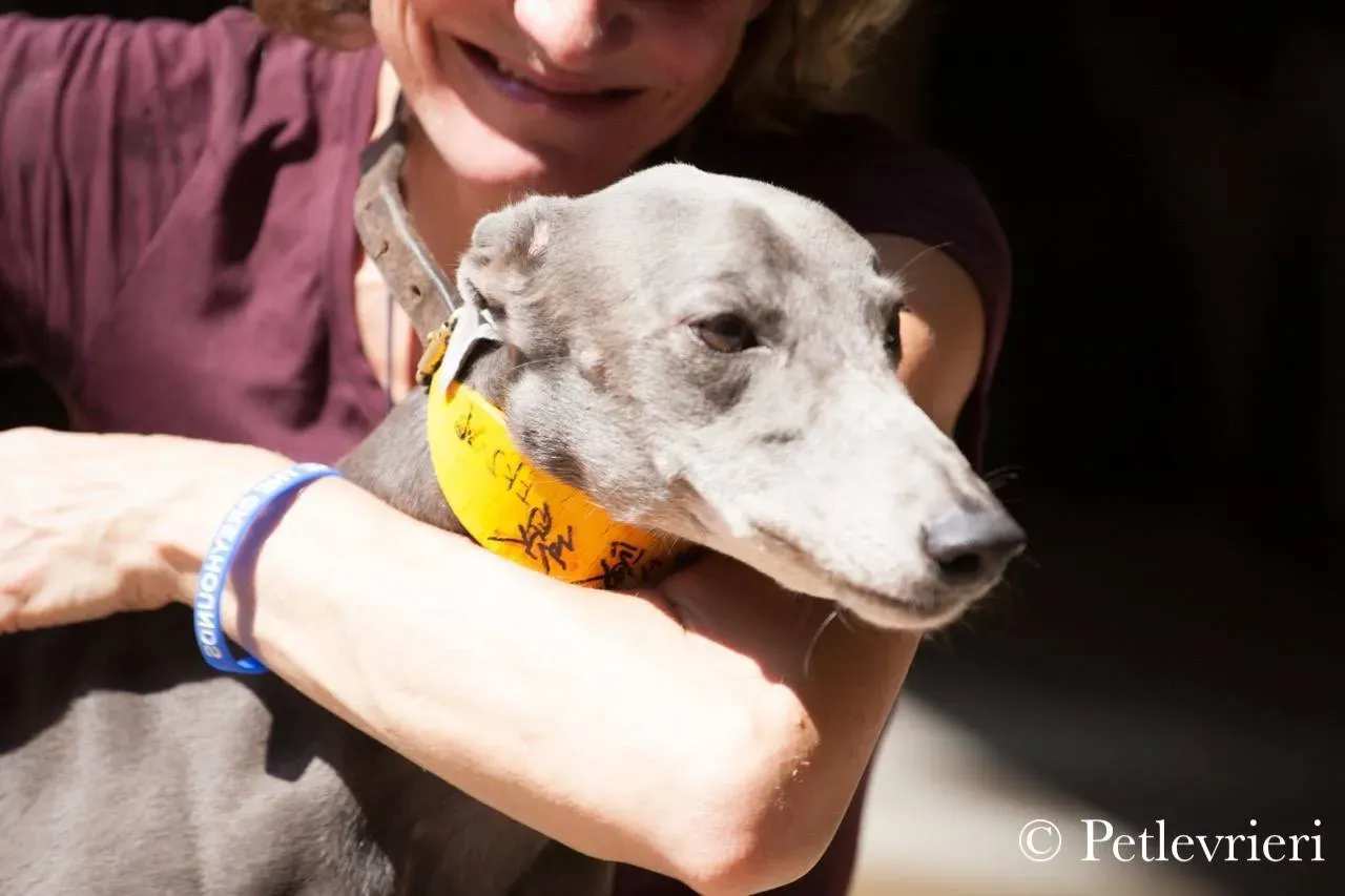 42348563 231265834405829 7304771009989574656 n