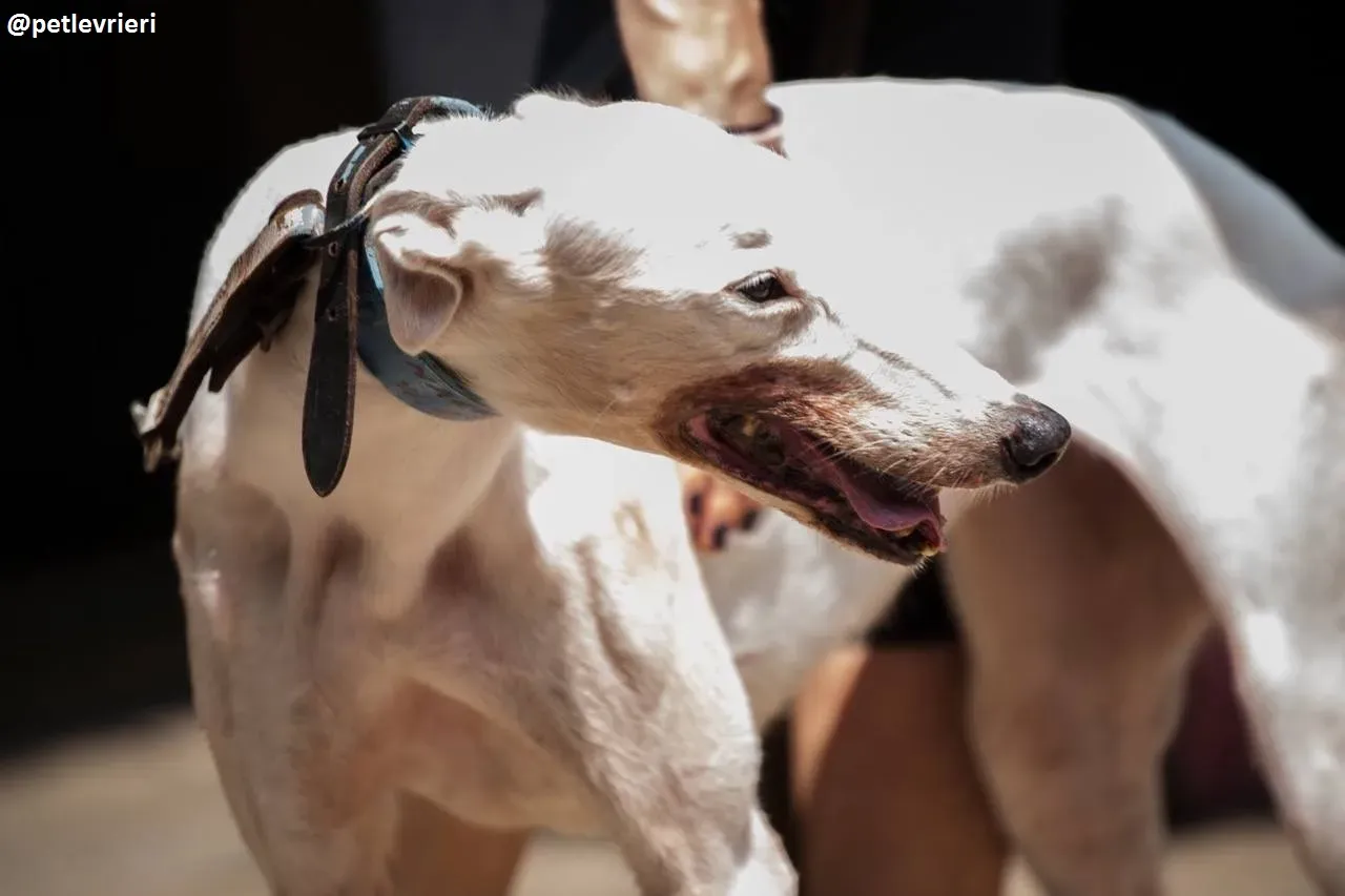 42352635 298532887640957 3565545449567813632 n