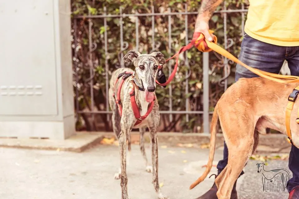 42352647 2092028417515815 7831837207437508608 n 1