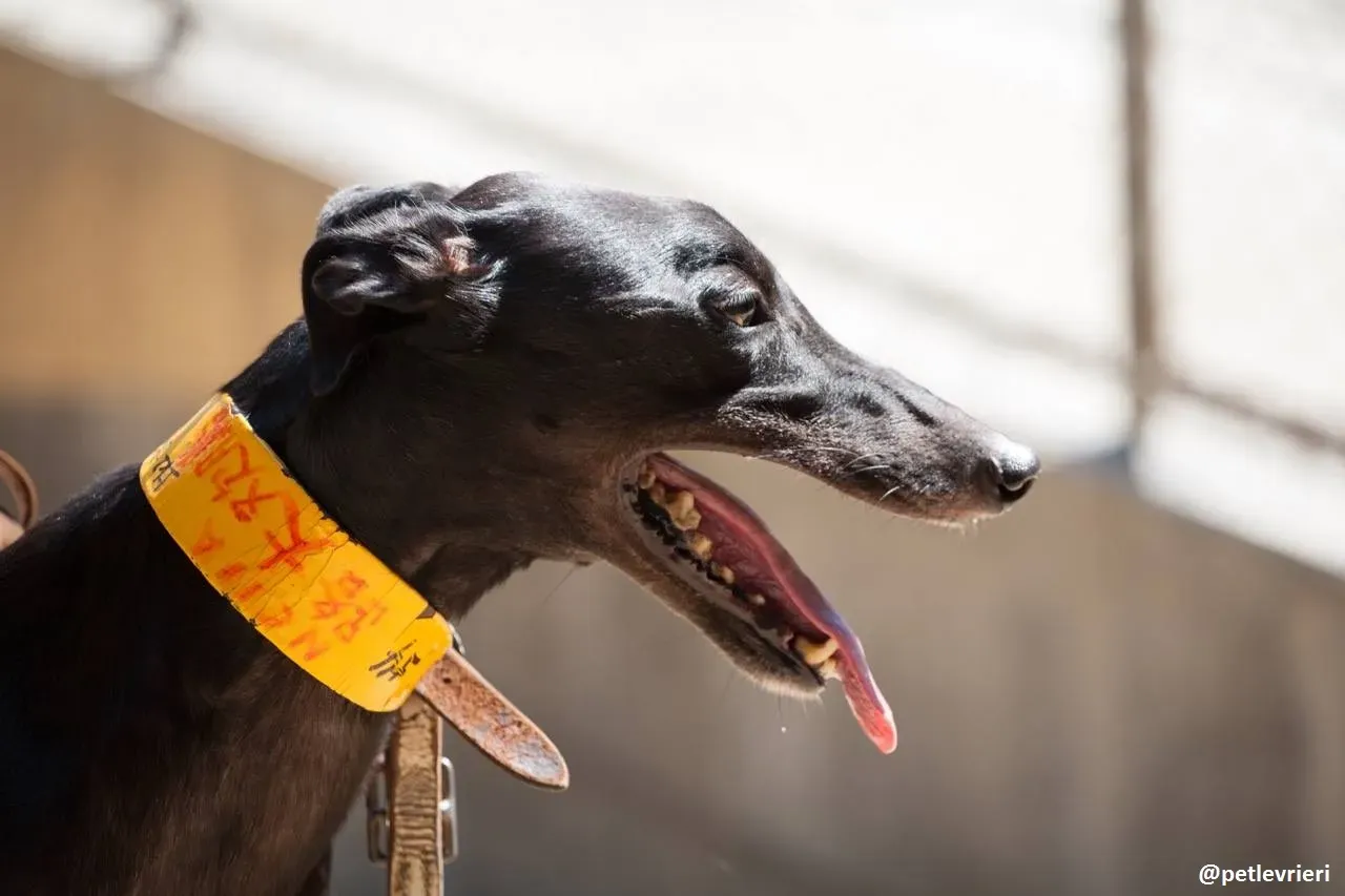 42354878 549777458794066 7511661500193308672 n 1