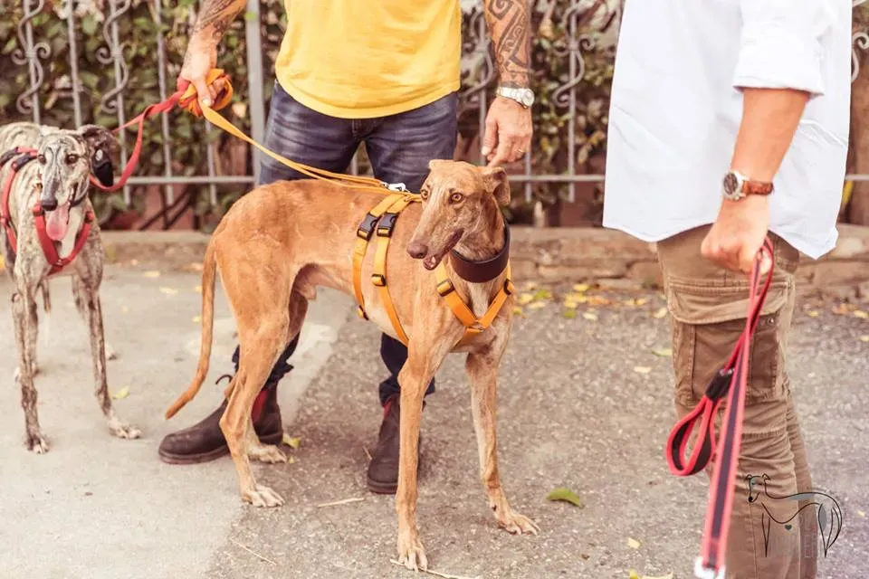 42356575 2092030234182300 4888118012042805248 n 1