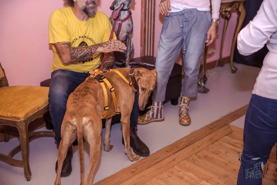 42358771 2092027964182527 438808815698182144 n