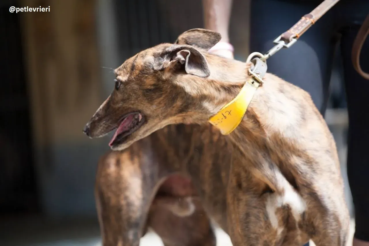 42366731 2193649150870017 4728712521349857280 n