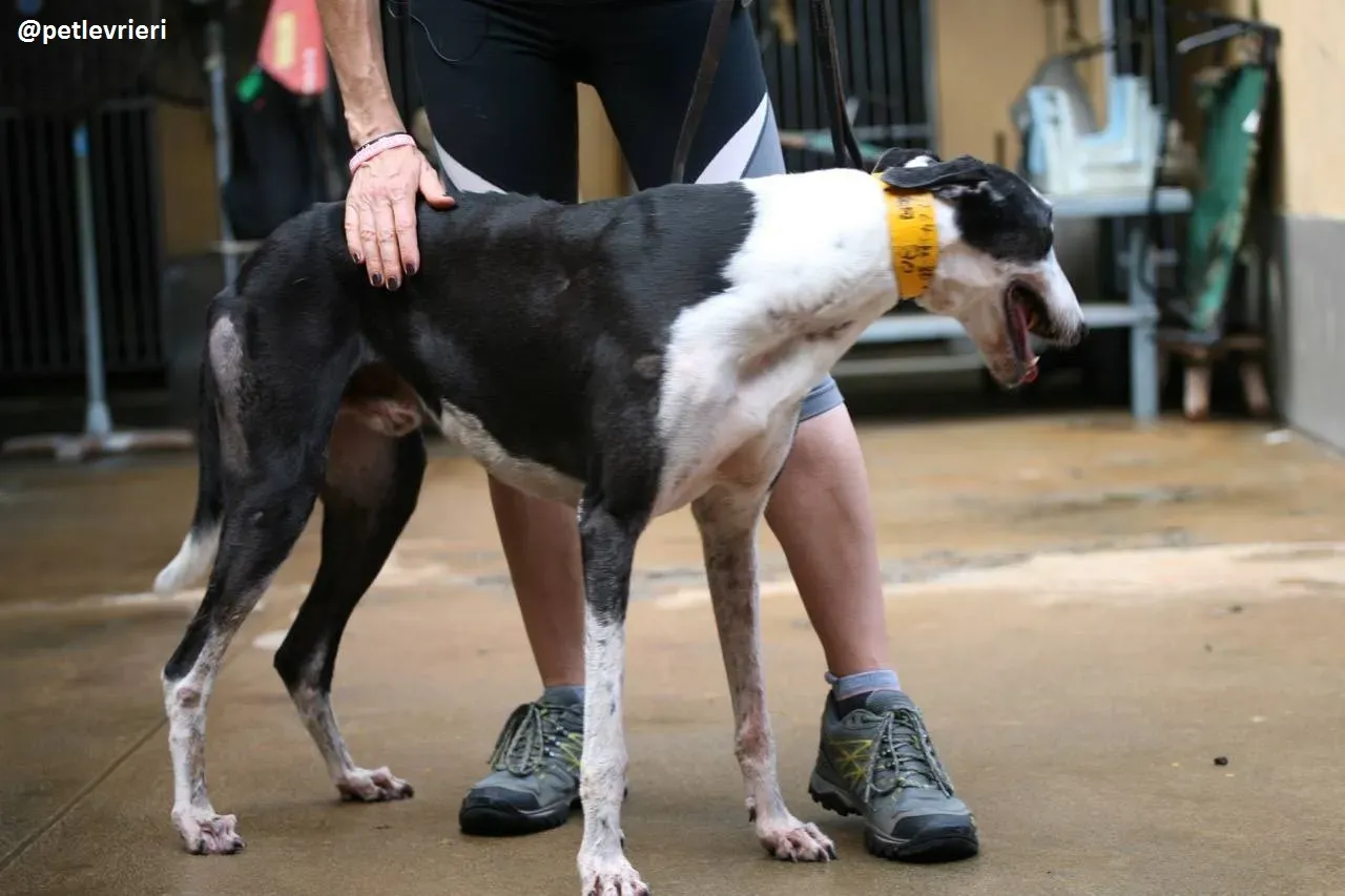 42369865 1352920688176536 9001528467686162432 n