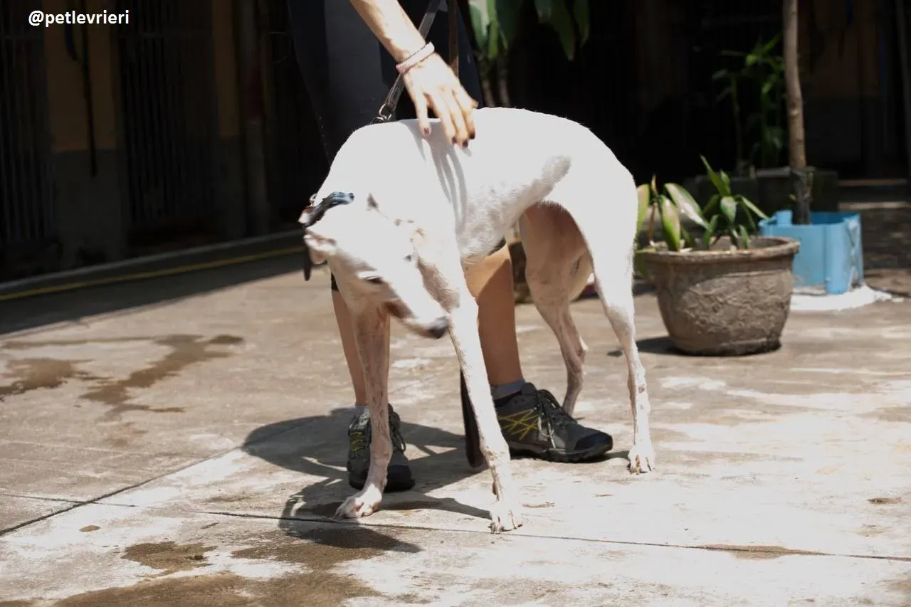 42374585 309838706486321 8930373937766858752 n