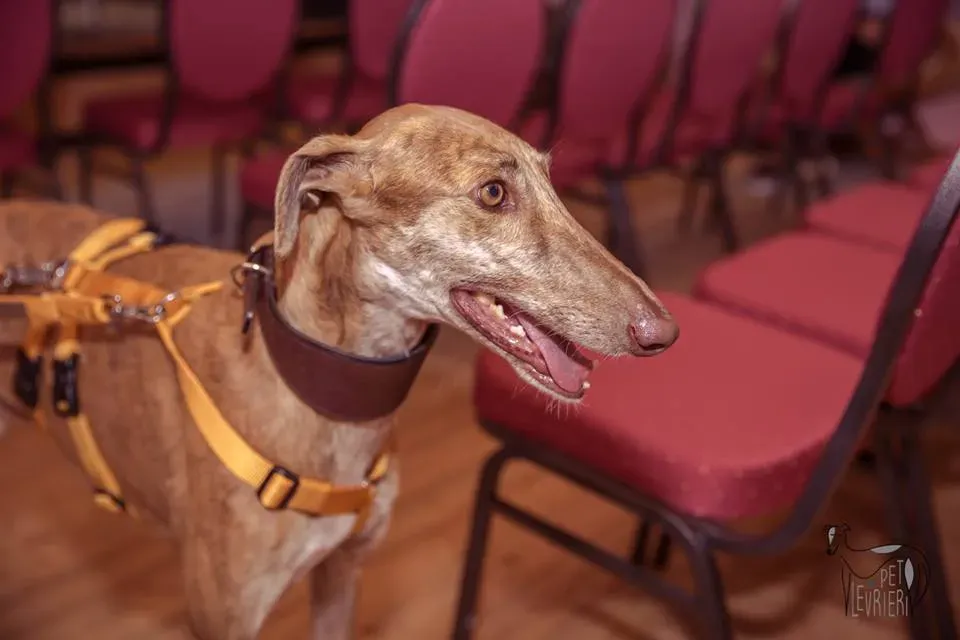 42390248 2092027137515943 8389414504663875584 n 1