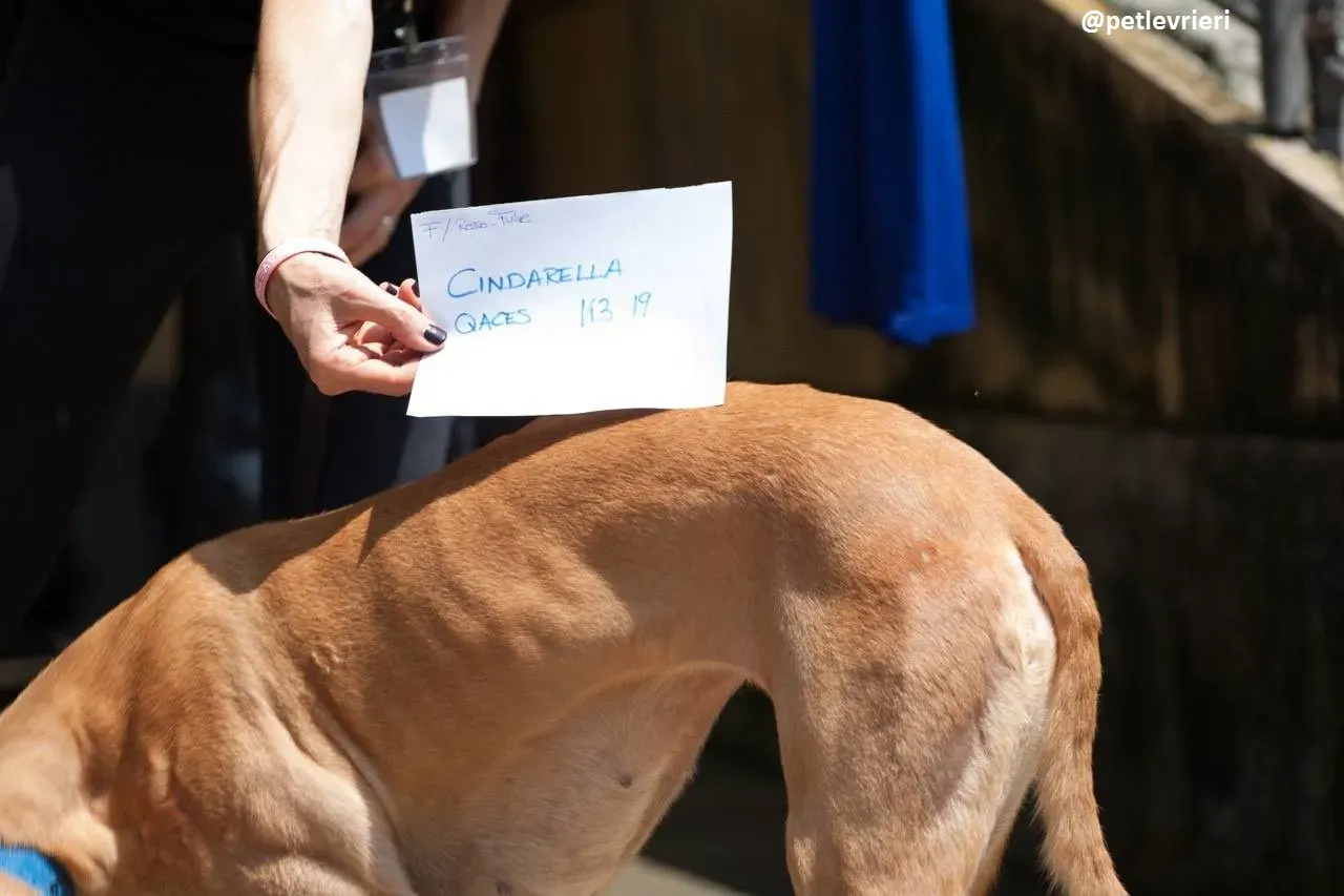 42392035 294897838000899 5319611403219238912 n