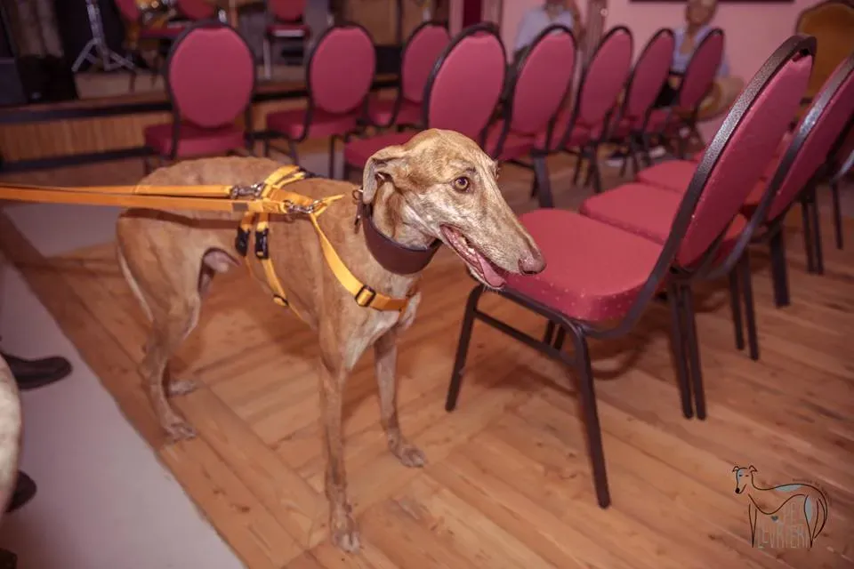 42408803 2092026844182639 214172993801158656 n 1