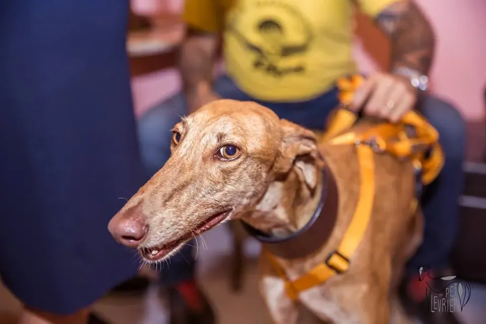 42418651 2092027247515932 7457707983582003200 n