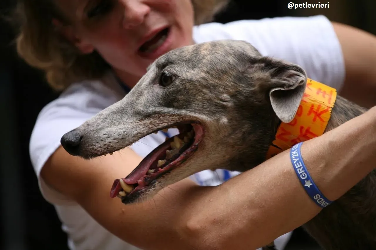 42426791 549112142225347 2474568450089943040 n