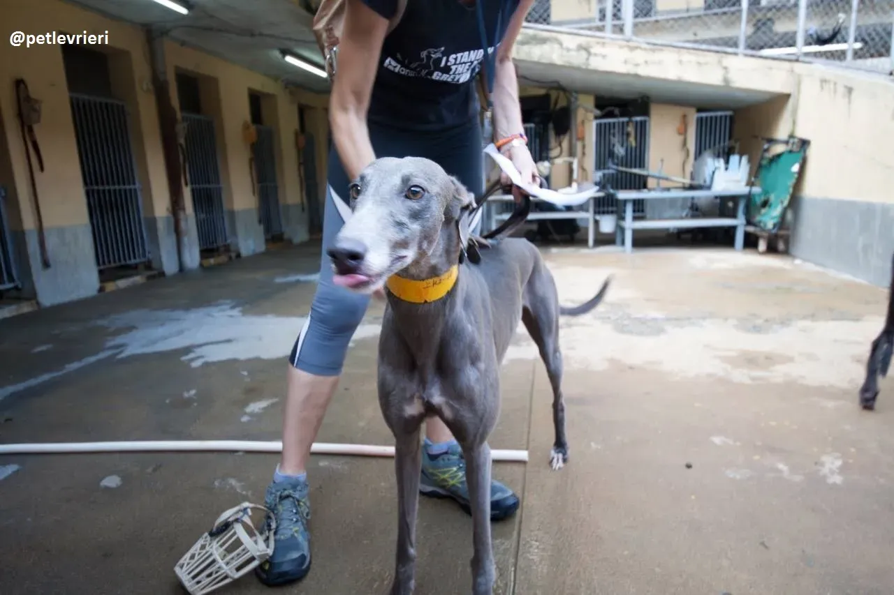 42438045 907531339440536 230902754707505152 n