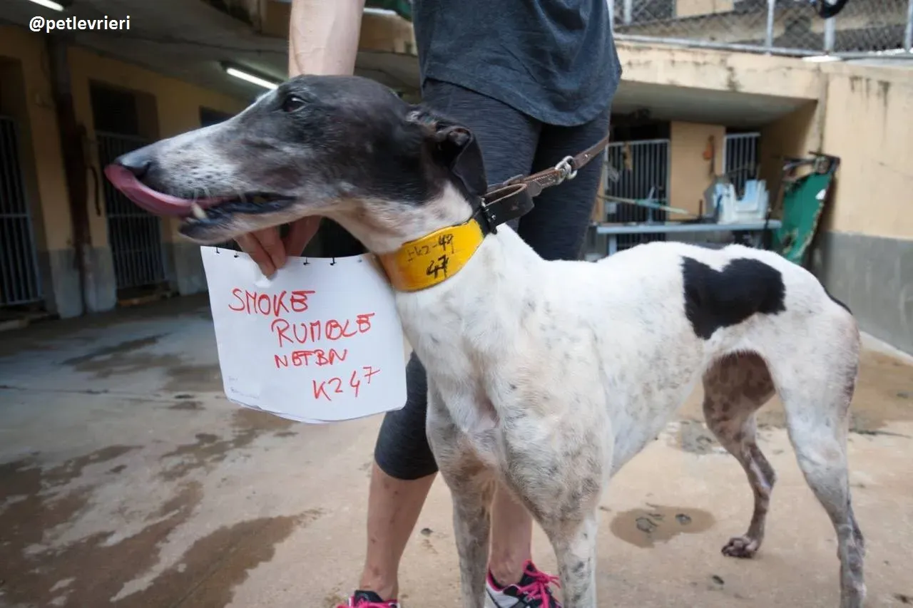 42441880 260771371303632 3268284835956785152 n