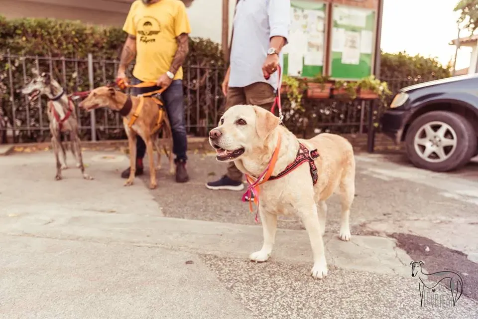 42472971 2092027870849203 6111772070327091200 n