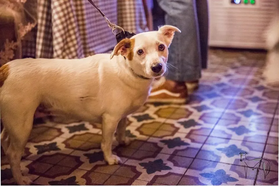 42479341 2092030507515606 3474816966974242816 n