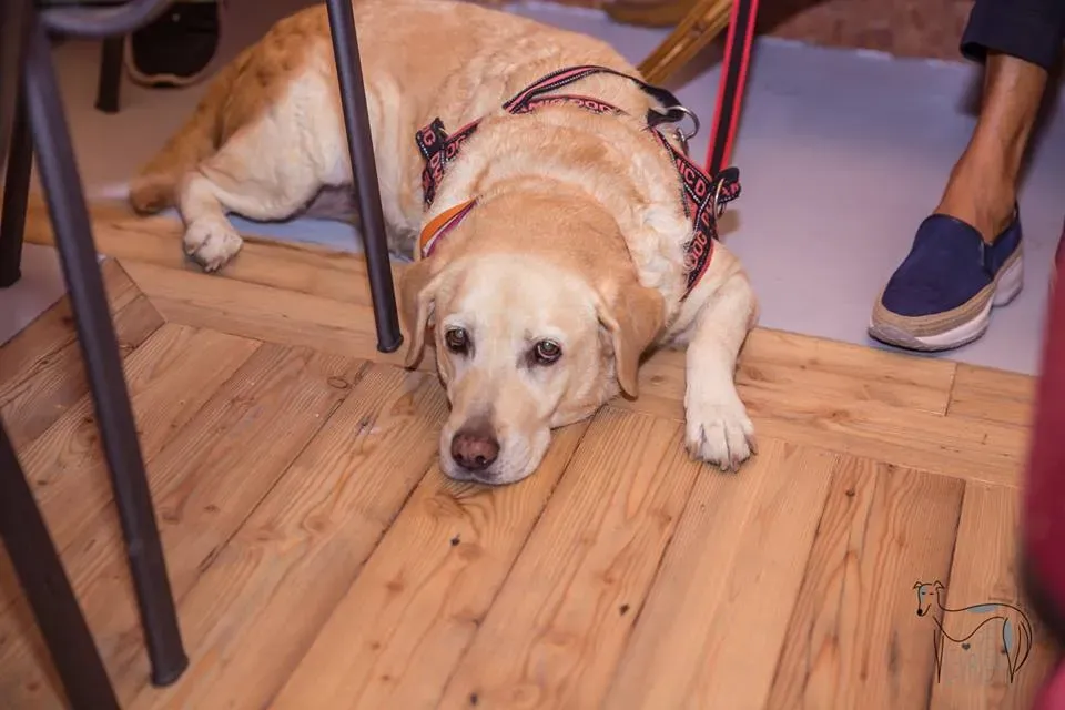 42492728 2092028460849144 3869131467674091520 n 1