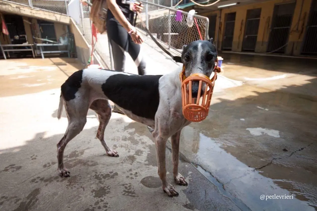 42505257 1628038383974841 2785524030780735488 n