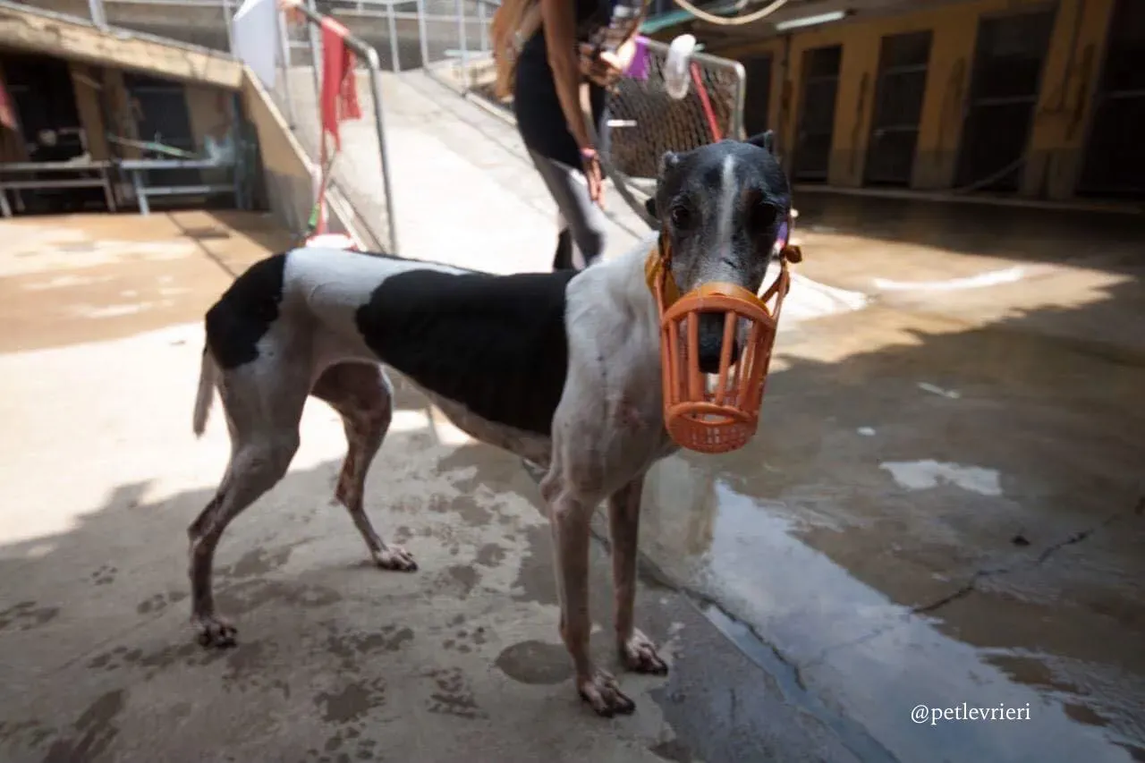 42530335 333842650694158 2925649151288934400 n