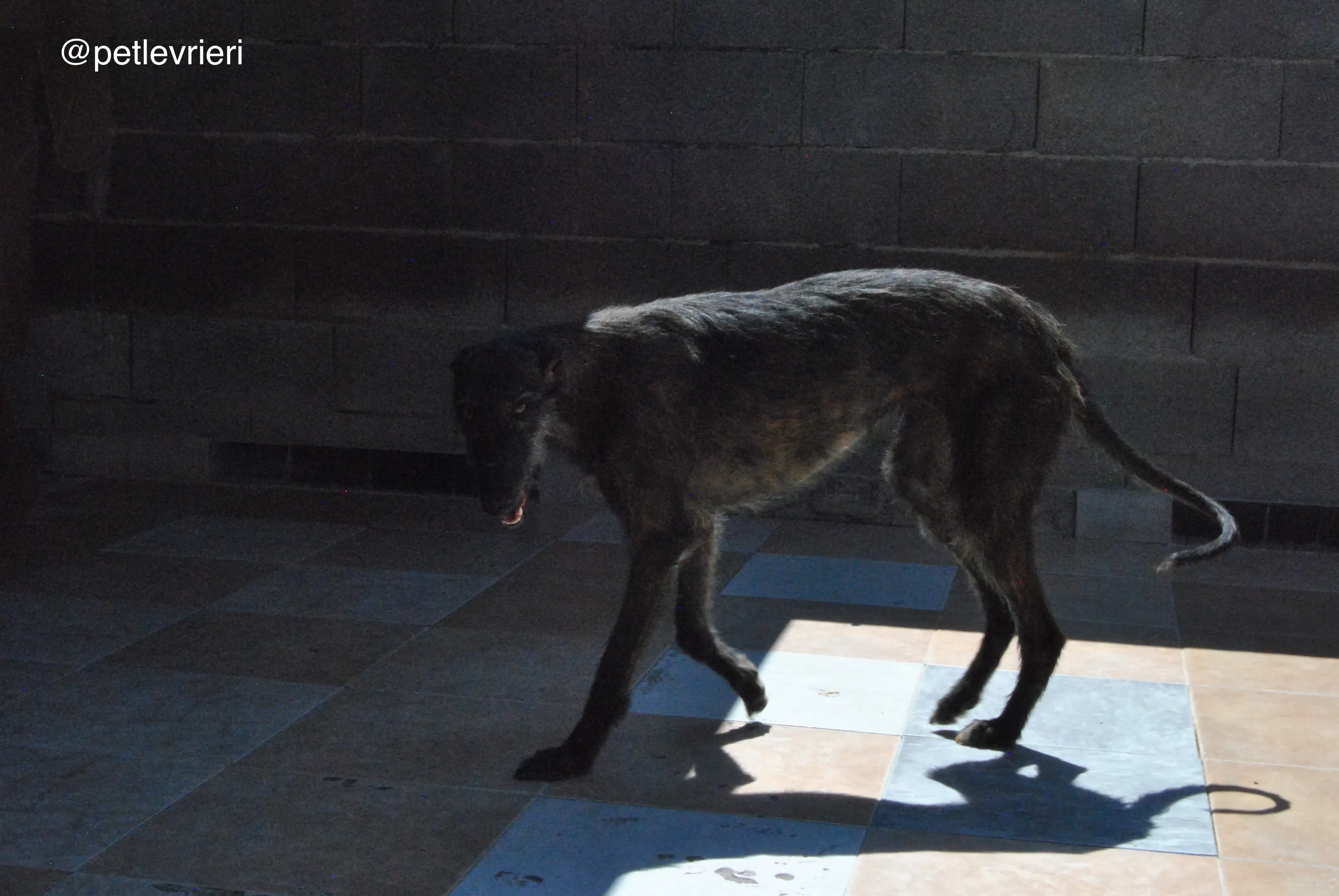 42 rosca adozione galgo quarantena
