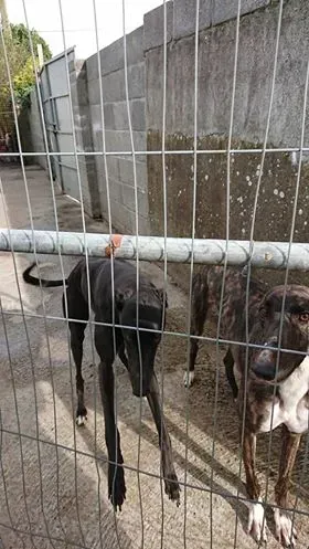 43178827 503812403418658 1993396245942501376 n