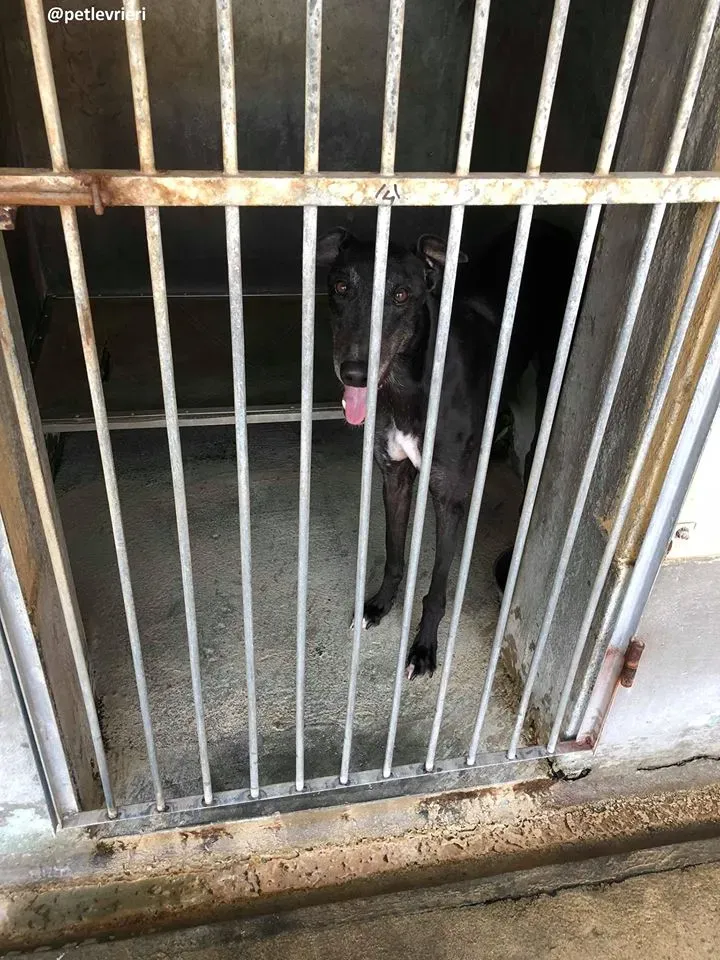 43189027 1922086601208519 4755756487303757824 n