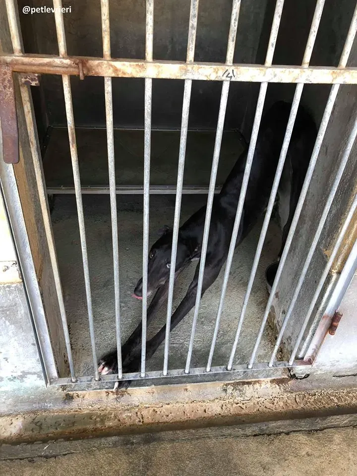 43204179 1922086591208520 7202822397781606400 n