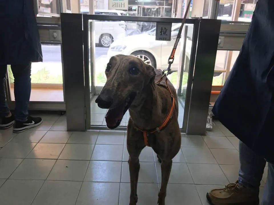 43234116 1740527576081931 8196495697692852224 n