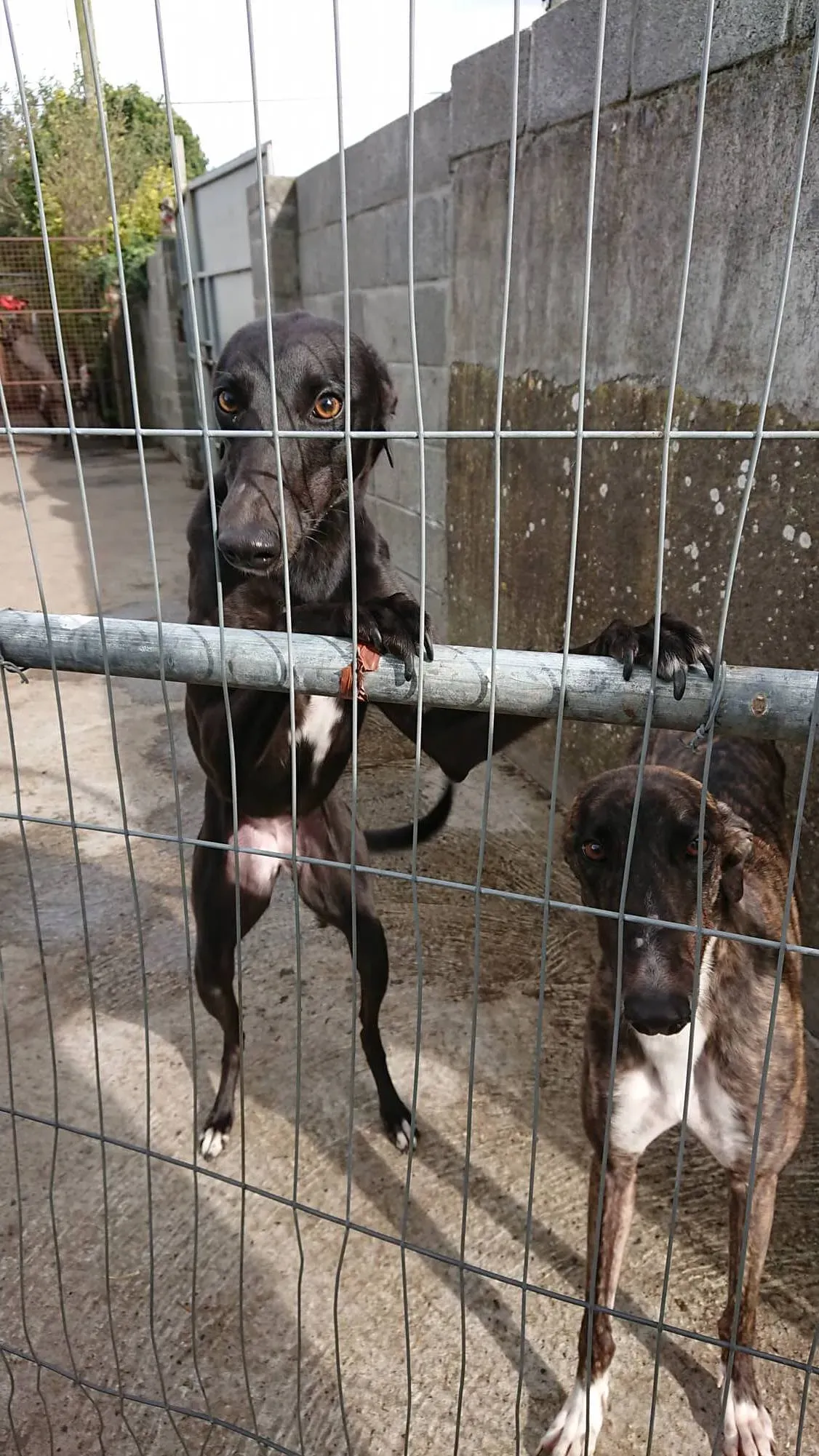 43246113 324742208333530 3242148310693183488 n