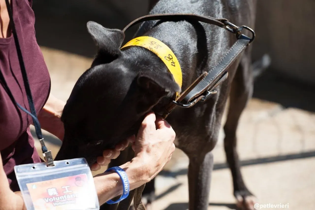 43250091 1922086804541832 7892900153349111808 o