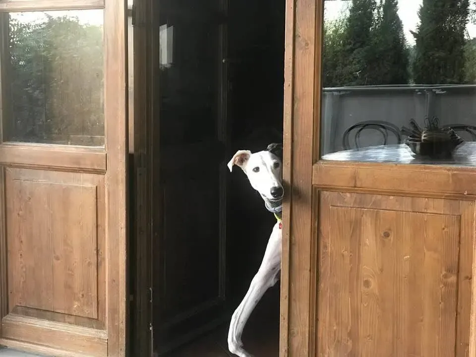 43770224 1929905917093254 650145383032291328 n