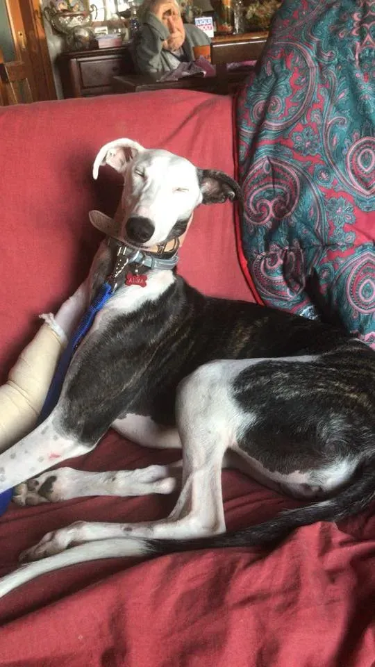 43951470 10215121748751606 1339016531962494976 n