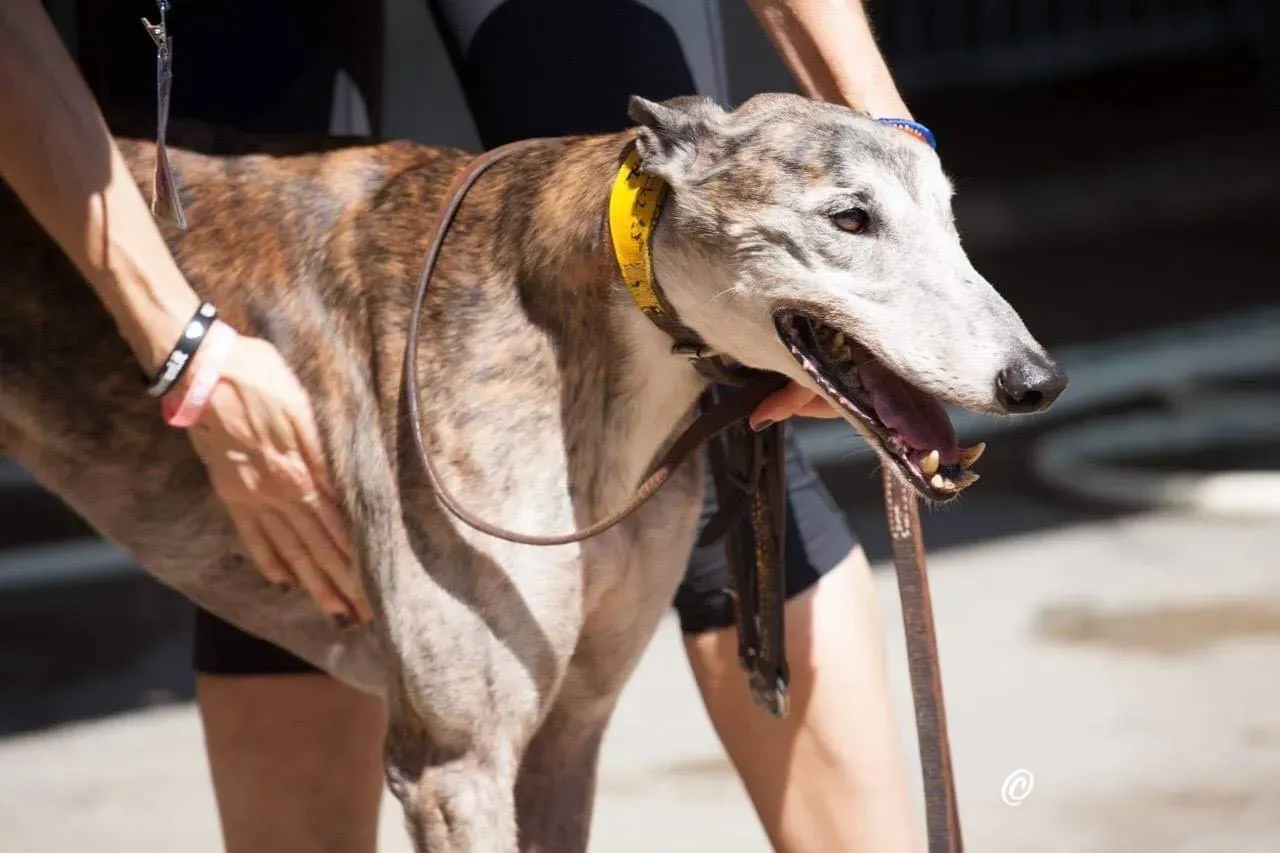 44169740 10210207966995291 6518839183627255808 o 1