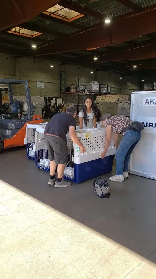 44255981 1756849807783041 5444347127624892416 n