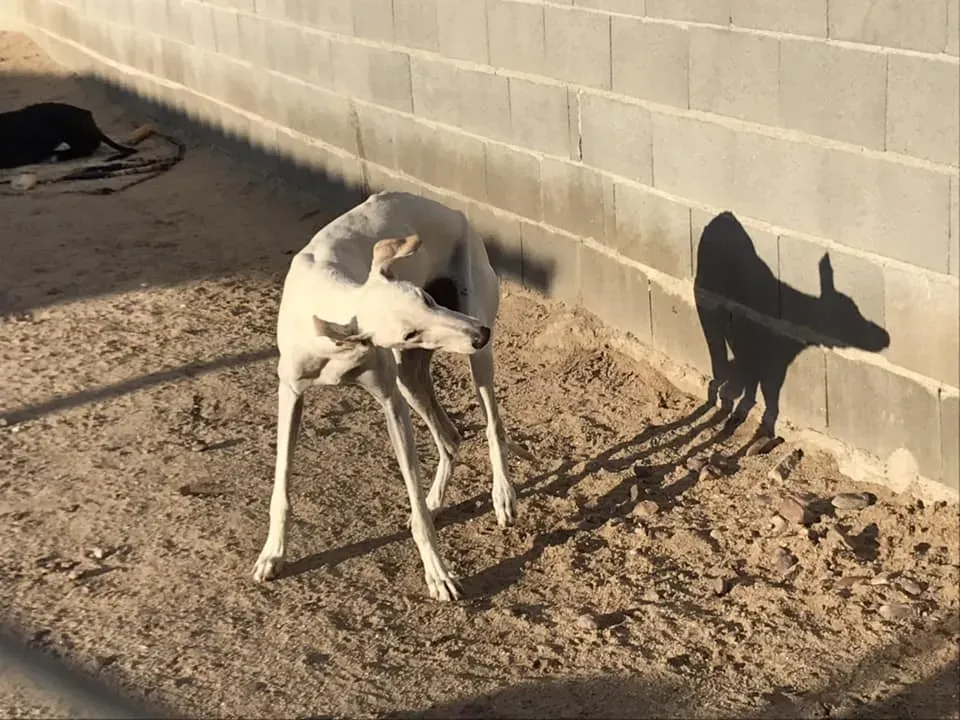 44289387 962749273925858 7022479349542551552 n