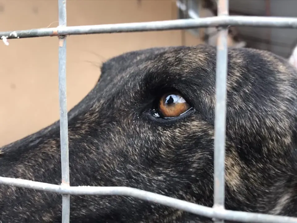 44323414 963075103893275 6352490285594836992 n