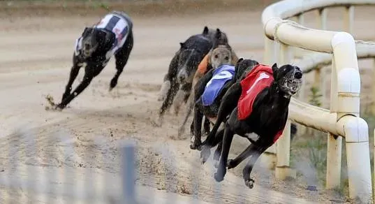 44349812 1935161256537030 7562263245801652224 n