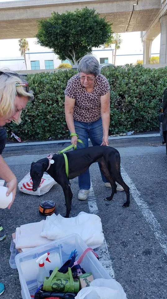 44368409 1756849861116369 1403664521435807744 n