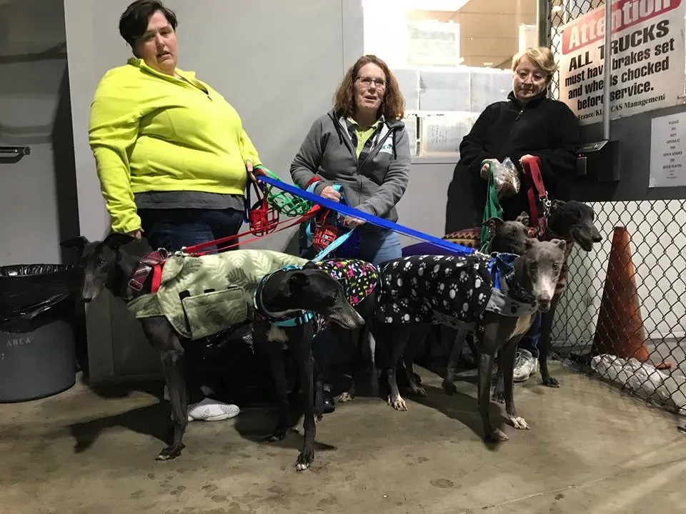 44450149 10156161009009833 3969561972151681024 n