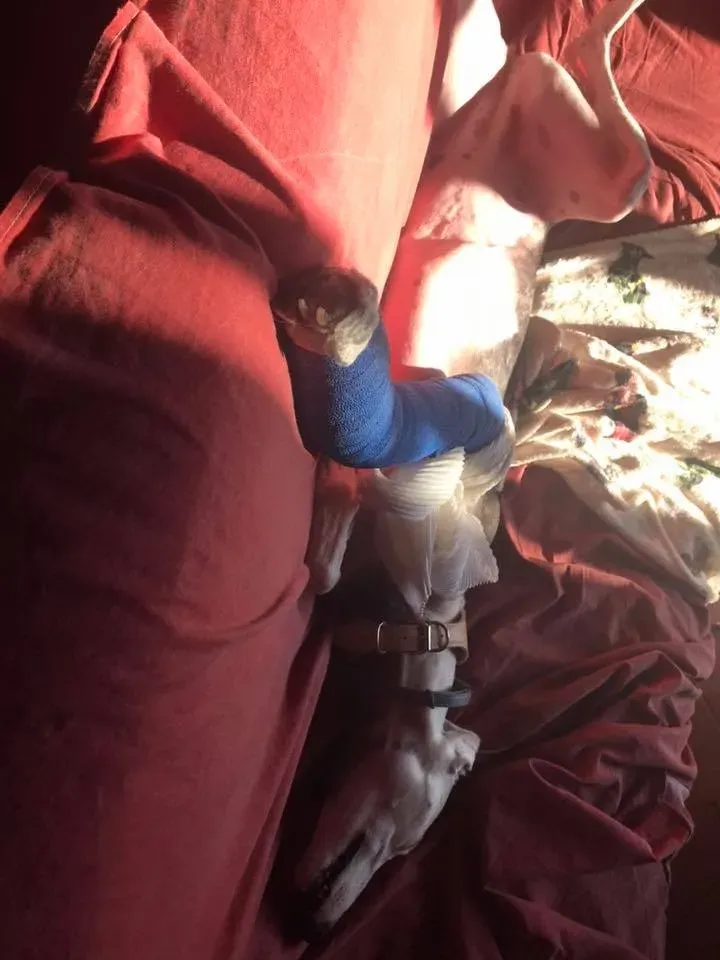 44460869 10215168002707926 6038216048098934784 n