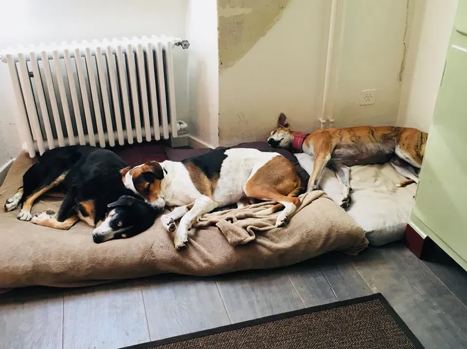 44654963 2203790759868415 7506939548723576832 n